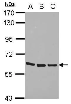 Sample (30 ug of whole cell lysate) A: Jurkat B: Raji C: K562 7.5% SDS PAGE GTX112053 diluted at 1:3000 
