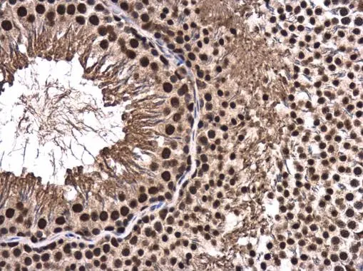 CA150 antibody detects CA150 protein at nucleus in rat testis by immunohistochemical analysis. Sample: Paraffin-embedded rat testis. CA150 antibody (GTX112099) diluted at 1:500. 
 Antigen Retrieval: Citrate buffer, pH 6.0, 15 min