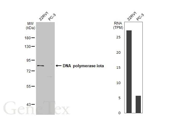 Various whole cell extracts (30 μg) were separated by 7.5% SDS-PAGE, and the membrane was blotted with DNA polymerase iota antibody (GTX112137) diluted at 1:500. The HRP-conjugated anti-rabbit IgG antibody (GTX213110-01) was used to detect the primary antibody. Corresponding RNA expression data for the same cell lines are based on Human Protein Atlas program.