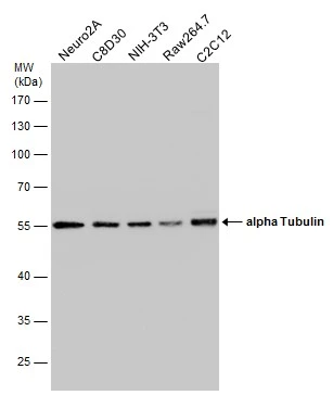 Anti-alpha Tubulin antibody (GTX112141) | GeneTex