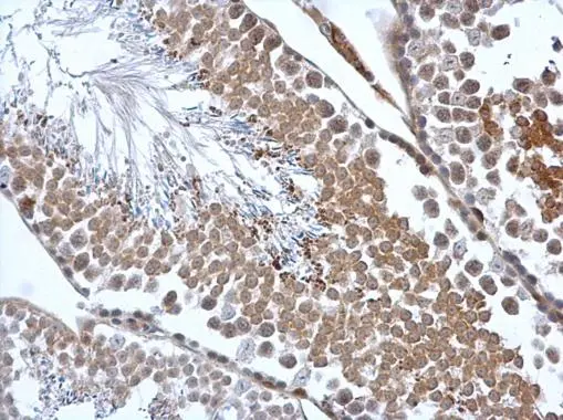 Calreticulin 3 antibody detects Calreticulin 3 protein at cytoplasm in mouse testis by immunohistochemical analysis. Sample: Paraffin-embedded mouse testis. Calreticulin 3 antibody (GTX112177) diluted at 1:500. 
 Antigen Retrieval: Citrate buffer, pH 6.0, 15 min
