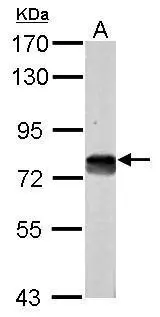 Sample (50 ug of whole cell lysate) A: mouse testis 7.5% SDS PAGE GTX112228 diluted at 1:1000