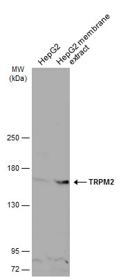 HepG2 whole cell and membrane extracts (30 μg) were separated by 5% SDS-PAGE, and the membrane was blotted with TRPM2 antibody [N1N2-2], N-term (GTX112252) diluted at 1:500. The HRP-conjugated anti-rabbit IgG antibody (GTX213110-01) was used to detect the primary antibody, and the signal was developed with Trident ECL plus-Enhanced.