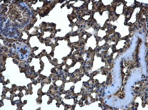 CRMP5 antibody [N1C1] detects CRMP5 protein at cytoplasm in mouse lung by immunohistochemical analysis. Sample: Paraffin-embedded mouse lung. CRMP5 antibody [N1C1] (GTX112287) diluted at 1:500. 
 Antigen Retrieval: Citrate buffer, pH 6.0, 15 min