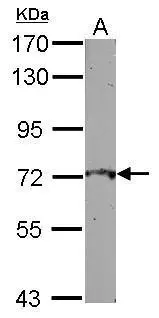 Sample (50 ug of whole cell lysate) A: mouse testis 7.5% SDS PAGE GTX112290 diluted at 1:500