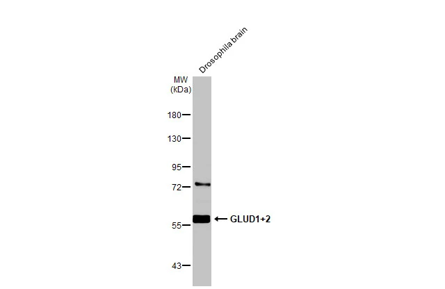 Drosophila tissue extract (50 μg) was separated by 7.5% SDS-PAGE, and the membrane was blotted with GLUD1 + GLUD2 antibody (GTX112361) diluted at 1:1000. The HRP-conjugated anti-rabbit IgG antibody (GTX213110-01) was used to detect the primary antibody.