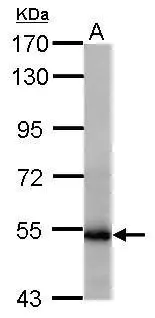 Sample (50 μg of whole cell lysate) A: mouse testis 7.5% SDS PAGE GTX112361 diluted at 1:1000 The HRP-conjugated anti-rabbit IgG antibody (GTX213110-01) was used to detect the primary antibody.