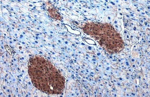 ATP citrate lyase antibody [N1N2], N-term detects ATP citrate lyase protein at cytoplasm by immunohistochemical analysis. Sample: Paraffin-embedded mouse pancreas. ATP citrate lyase stained by ATP citrate lyase antibody [N1N2], N-term (GTX112387) diluted at 1:500. Antigen Retrieval: Citrate buffer, pH 6.0, 15 min