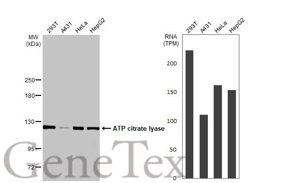 Various whole cell extracts (30 μg) were separated by 5% SDS-PAGE, and the membrane was blotted with ATP citrate lyase antibody [N1N2], N-term (GTX112387) diluted at 1:5000. The HRP-conjugated anti-rabbit IgG antibody (GTX213110-01) was used to detect the primary antibody. Corresponding RNA expression data for the same cell lines are based on Human Protein Atlas program.