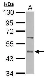 Sample (50 ug of whole cell lysate) A: mouse liver 10% SDS PAGE GTX112405 diluted at 1:10000