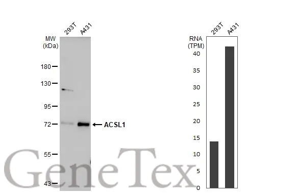 Various whole cell extracts (30 μg) were separated by 7.5% SDS-PAGE, and the membrane was blotted with ACSL1 antibody (GTX112430) diluted at 1:1000. The HRP-conjugated anti-rabbit IgG antibody (GTX213110-01) was used to detect the primary antibody, and the signal was developed with Trident ECL plus-Enhanced. Corresponding RNA expression data for the same cell lines are based on Human Protein Atlas program.