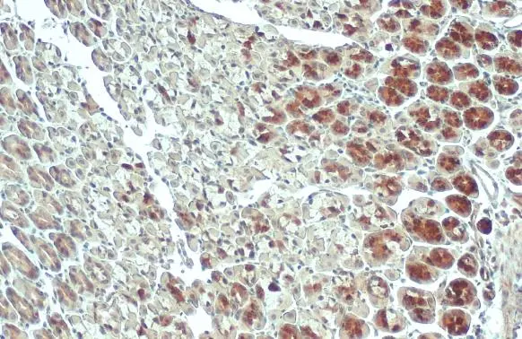 ACSL3 antibody detects ACSL3 protein at mitochondria by immunohistochemical analysis. Sample: Paraffin-embedded mouse stomach. ACSL3 stained by ACSL3 antibody (GTX112431) diluted at 1:500. Antigen Retrieval: Citrate buffer, pH 6.0, 15 min