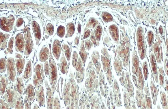 ACSL3 antibody detects ACSL3 protein at mitochondria by immunohistochemical analysis. Sample: Paraffin-embedded mouse stomach. ACSL3 stained by ACSL3 antibody (GTX112431) diluted at 1:500. Antigen Retrieval: Citrate buffer, pH 6.0, 15 min