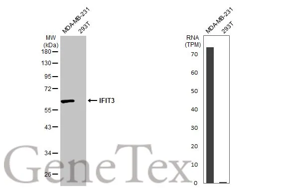 Various whole cell extracts (30 μg) were separated by 10% SDS-PAGE, and the membrane was blotted with IFIT3 antibody (GTX112442) diluted at 1:1000. The HRP-conjugated anti-rabbit IgG antibody (GTX213110-01) was used to detect the primary antibody. Corresponding RNA expression data for the same cell lines are based on Human Protein Atlas program.