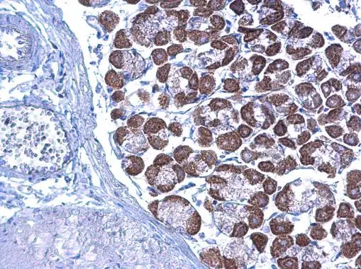 LETM1 antibody detects LETM1 protein at cytoplasm on mouse stomach by immunohistochemical analysis. Sample: Paraffin-embedded mouse stomach. LETM1 antibody (GTX112455) diluted at 1:500. 
 Antigen Retrieval: Trilogy? (EDTA based, pH 8.0) buffer, 15min