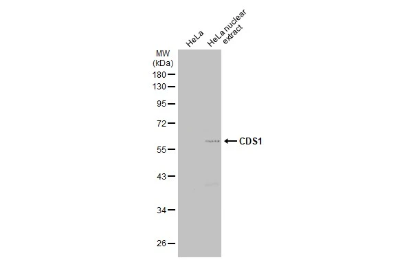 CDS1 antibody [C1C3]