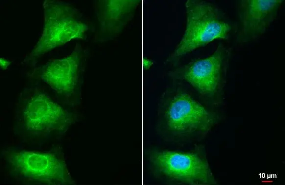 MAT1A + MAT2A antibody [N1C2] detects MAT1A + MAT2A protein at endoplasmic reticulum by immunofluorescent analysis. Sample: HeLa cells were fixed in 4% paraformaldehyde at RT for 15 min. Green: MAT1A + MAT2A stained by MAT1A + MAT2A antibody [N1C2] (GTX112535) diluted at 1:500. Blue: Fluoroshield with DAPI (GTX30920).