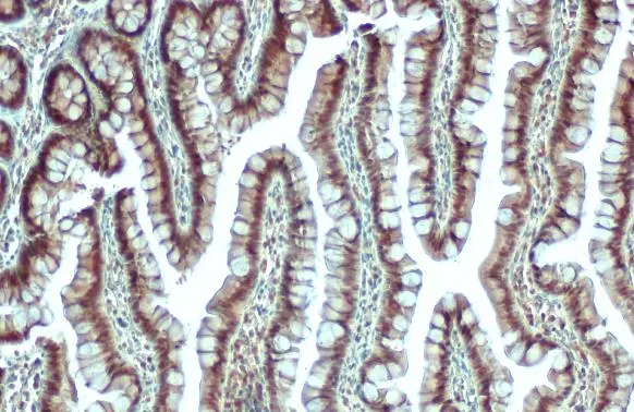 MAT1A + MAT2A antibody [N1C2] detects MAT1A + MAT2A protein at cytoplasm and nucleus by immunohistochemical analysis. Sample: Paraffin-embedded rat colon. MAT1A + MAT2A stained by MAT1A + MAT2A antibody [N1C2] (GTX112535) diluted at 1:500. Antigen Retrieval: Citrate buffer, pH 6.0, 15 min