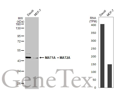 Various whole cell extracts (30 μg) were separated by 10% SDS-PAGE, and the membrane was blotted with MAT1A + MAT2A antibody (GTX112535) diluted at 1:2000. The HRP-conjugated anti-rabbit IgG antibody (GTX213110-01) was used to detect the primary antibody.Corresponding RNA expression data for the same cell lines are based on Human Protein Atlas program. Various whole cell extracts (30 μg) were separated by 10% SDS-PAGE, and the membrane was blotted with MAT1A + MAT2A antibody (GTX112535) diluted at 1:2000. The HRP-conjugated anti-rabbit IgG antibody (GTX213110-01) was used to detect the primary antibody.Corresponding RNA expression data for the same cell lines are based on Human Protein Atlas program.