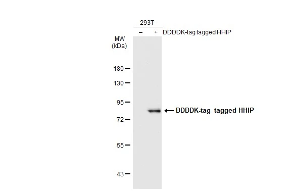 Non-transfected (–) and transfected (+) 293T whole cell extracts (30 μg) were separated by 7.5% SDS-PAGE, and the membrane was blotted with HHIP antibody [C1C3] (GTX112565) diluted at 1:5000. The HRP-conjugated anti-rabbit IgG antibody (GTX213110-01) was used to detect the primary antibody.