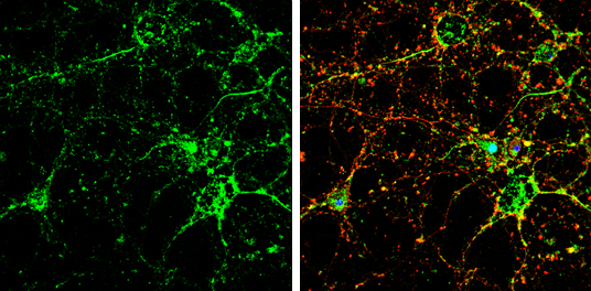 GRIP1 antibody detects GRIP1 protein by immunofluorescent analysis. Sample: DIV9 rat E18 primary cortical neuron cells were fixed in 4% paraformaldehyde at RT for 15 min. Green: GRIP1 stained by GRIP1 antibody (GTX112571) diluted at 1:500. Red: beta Tubulin 3/ Tuj1, stained by beta Tubulin 3/ Tuj1 antibody [GT1338] (GTX631831) diluted at 1:500. Blue: Fluoroshield with DAPI (GTX30920).