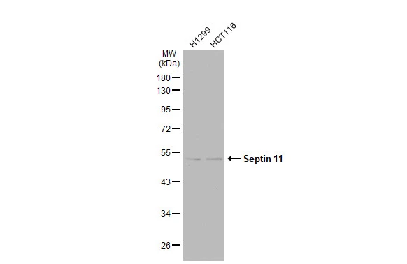 Septin 11 antibody
