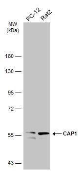 Various whole cell extracts (30 μg) were separated by 7.5% SDS-PAGE, and the membrane was blotted with CAP1 antibody [C1C3] (GTX112578) diluted at 1:3000. The HRP-conjugated anti-rabbit IgG antibody (GTX213110-01) was used to detect the primary antibody.