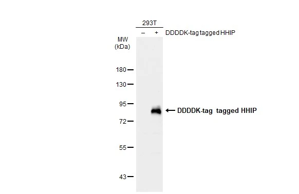 Non-transfected (–) and transfected (+) 293T whole cell extracts (30 μg) were separated by 7.5% SDS-PAGE, and the membrane was blotted with HHIP antibody [N3C2], Internal (GTX112584) diluted at 1:5000. The HRP-conjugated anti-rabbit IgG antibody (GTX213110-01) was used to detect the primary antibody.