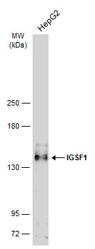 Whole cell extract (30 ug) was separated by 5% SDS-PAGE,and the membrane was blotted with IGSF1 antibody [C1C2],Internal (GTX112633) diluted at 1:500. The HRP-conjugated anti-rabbit IgG antibody (GTX213110-01) was used to detect the primary antibody.