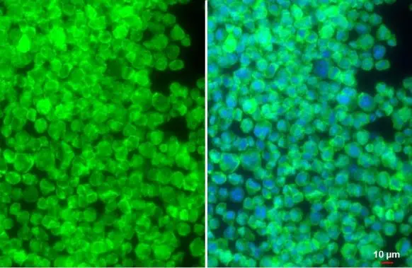 SIRP alpha antibody detects SIRP alpha protein at cell membrane by immunofluorescent analysis. Sample: THP-1 cells were fixed in 4% paraformaldehyde at RT for 15 min. Green: SIRP alpha stained by SIRP alpha antibody (GTX112645) diluted at 1:500. Red: alpha Tubulin, a cytoskeleton marker, stained by alpha Tubulin antibody (GTX102079) diluted at 1:1000. Blue: Fluoroshield with DAPI (GTX30920).