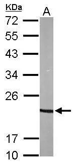 Sample (50 ug of whole cell lysate) A: mouse brain 12% SDS PAGE GTX112655 diluted at 1:1000
