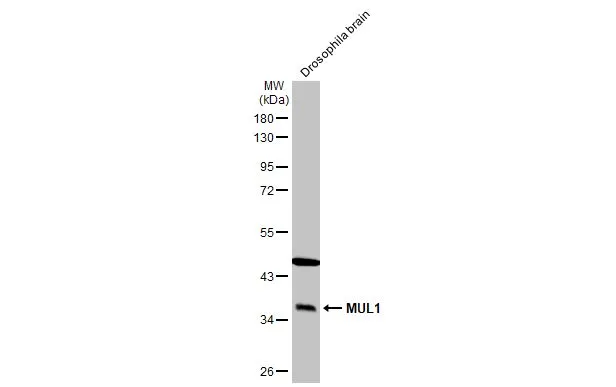 Drosophila tissue extract (50 μg) was separated by 10% SDS-PAGE, and the membrane was blotted with MUL1 antibody (GTX112673) diluted at 1:1000. The HRP-conjugated anti-rabbit IgG antibody (GTX213110-01) was used to detect the primary antibody.