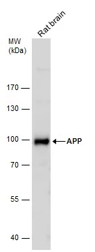 APP antibody