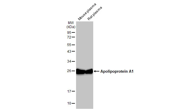 Anti-Apolipoprotein A1 antibody (GTX112692) | GeneTex