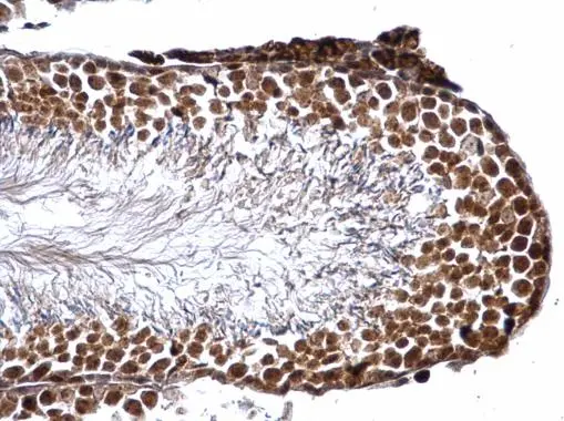 GSTP1 antibody detects GSTP1 protein at nucleus on mouse testis by immunohistochemical analysis. Sample: Paraffin-embedded mouse testis. GSTP1 antibody (GTX112695) dilution: 1:500.
Antigen Retrieval: Trilogy? (EDTA based, pH 8.0) buffer, 15min GSTP1 antibody detects GSTP1 protein at nucleus on mouse testis by immunohistochemical analysis. Sample: Paraffin-embedded mouse testis. GSTP1 antibody (GTX112695) dilution: 1:500.
Antigen Retrieval: Trilogy? (EDTA based, pH 8.0) buffer, 15min
