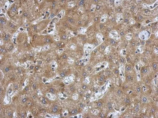 ANP antibody [N1C3]