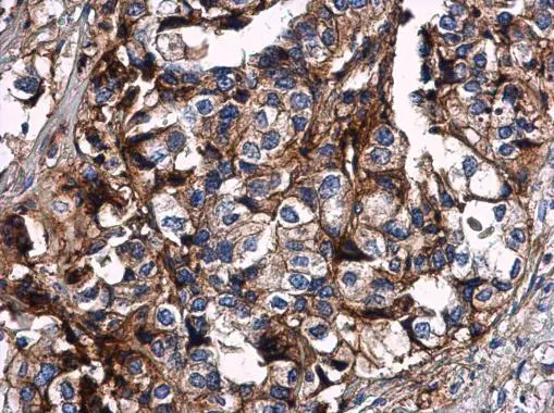 HLA-G antibody