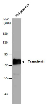 Transferrin antibody [N3C2], Internal
