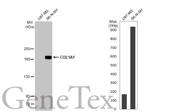 Anti-COL1A1 antibody [N1N2], N-term (GTX112731) | GeneTex