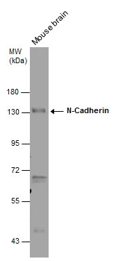 Mouse tissue extract (50 μg) was separated by 7.5% SDS-PAGE, and the membrane was blotted with N-Cadherin antibody [N2C1], Internal (GTX112733) diluted at 1:1000.
