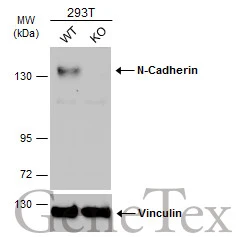 Wild-type (WT) and N-Cadherin knockout (KO) 293T cell extracts (30 μg) were separated by 5% SDS-PAGE, and the membrane was blotted with N-Cadherin antibody [N2C1], Internal (GTX112733) diluted at 1:500. The HRP-conjugated anti-rabbit IgG antibody (GTX213110-01) was used to detect the primary antibody.