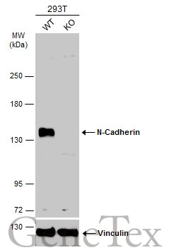 Wild-type (WT) and N-Cadherin knockout (KO) 293T cell extracts (30 μg) were separated by 5% SDS-PAGE, and the membrane was blotted with N-Cadherin antibody [N1N3] (GTX112734) diluted at 1:500. The HRP-conjugated anti-rabbit IgG antibody (GTX213110-01) was used to detect the primary antibody.