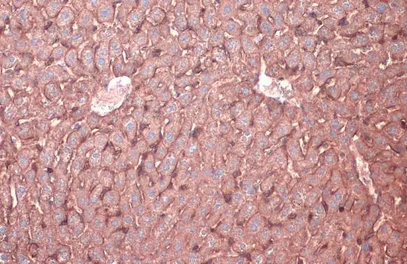 N-Cadherin antibody [N1N3] detects N-Cadherin protein at cell membrane by immunohistochemical analysis. Sample: Paraffin-embedded mouse liver. N-Cadherin stained by N-Cadherin antibody [N1N3] (GTX112734) diluted at 1:500. Antigen Retrieval: Citrate buffer, pH 6.0, 15 min