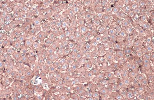N-Cadherin antibody [N1N3] detects N-Cadherin protein at cell membrane by immunohistochemical analysis. Sample: Paraffin-embedded rat liver. N-Cadherin stained by N-Cadherin antibody [N1N3] (GTX112734) diluted at 1:500. Antigen Retrieval: Citrate buffer, pH 6.0, 15 min
