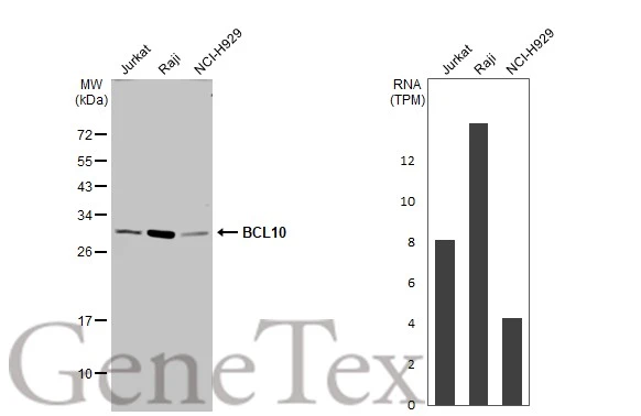 Various whole cell extracts (30 μg) were separated by 12% SDS-PAGE, and the membrane was blotted with BCL10 antibody (GTX112744) diluted at 1:1000. The HRP-conjugated anti-rabbit IgG antibody (GTX213110-01) was used to detect the primary antibody. Corresponding RNA expression data for the same cell lines are based on Human Protein Atlas program.