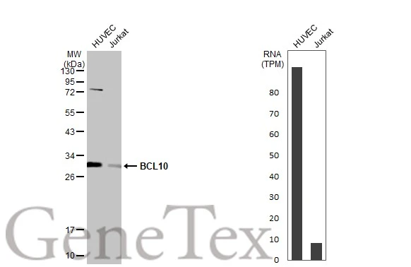 Various whole cell extracts (30 μg) were separated by 12% SDS-PAGE, and the membrane was blotted with BCL10 antibody (GTX112744) diluted at 1:1000. The HRP-conjugated anti-rabbit IgG antibody (GTX213110-01) was used to detect the primary antibody. Corresponding RNA expression data for the same cell lines are based on Human Protein Atlas program.