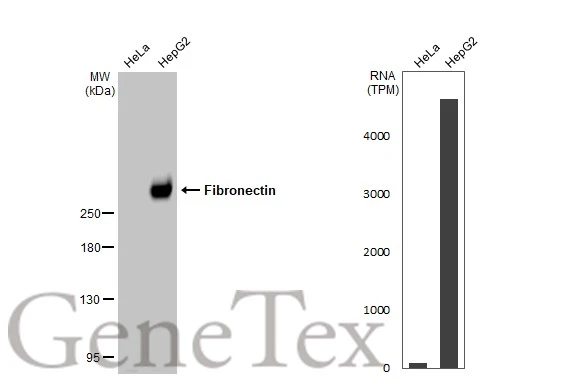 ipamorelin vs tirzepatide Peptide Stacking 101: Safely Combine Peptides and GLP-1s