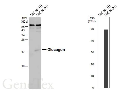 Glucagon antibody [N1C3-2]