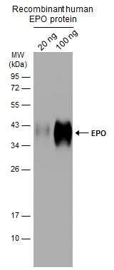 EPO antibody