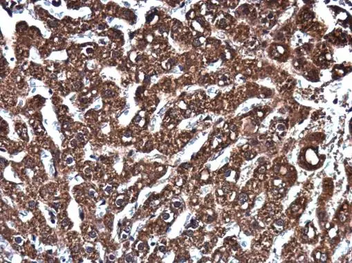 EPO antibody